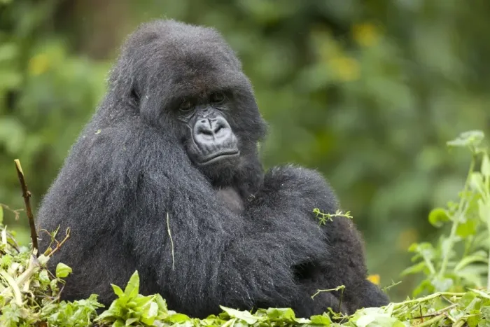 Framed Print : Mountain Gorilla (Gorilla beringei beringei) adult female with young, sitting on nest, Volcanoes N. P Framed Print : Mountain Gorilla (Gorilla beringei beringei) adult female with young, sitting on nest, Volcanoes N. P