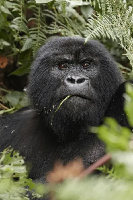 Framed Print : Mountain Gorilla (Gorilla beringei beringei) blackback immature male, close-up of head, feeding amongst vegetation
