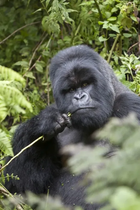 Framed Print : Mountain Gorilla (Gorilla beringei beringei) silverback adult male, feeding, sitting in vegetation, Volcanoes N. P. Virunga Mountains, Rwanda Framed Print : Mountain Gorilla (Gorilla beringei beringei) silverback adult male, feeding, sitting in vegetation, Volcanoes N. P. Virunga Mountains, Rwanda