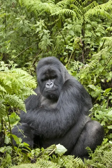 Framed Print : Mountain Gorilla (Gorilla beringei beringei) silverback adult male, sitting in vegetation, Volcanoes N. P Framed Print : Mountain Gorilla (Gorilla beringei beringei) silverback adult male, sitting in vegetation, Volcanoes N. P