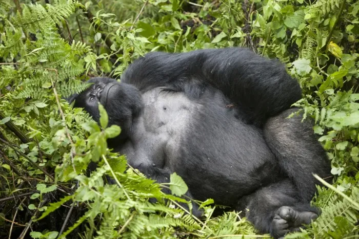Framed Print : Mountain Gorilla (Gorilla beringei beringei) silverback adult male, resting in vegetation, Volcanoes N. P Framed Print : Mountain Gorilla (Gorilla beringei beringei) silverback adult male, resting in vegetation, Volcanoes N. P