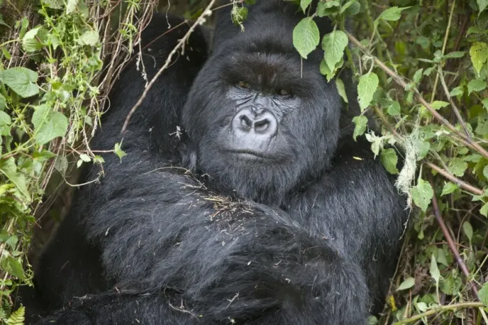 Framed Print : Mountain Gorilla (Gorilla beringei beringei) silverback adult male, close-up of head and shoulders Framed Print : Mountain Gorilla (Gorilla beringei beringei) silverback adult male, close-up of head and shoulders