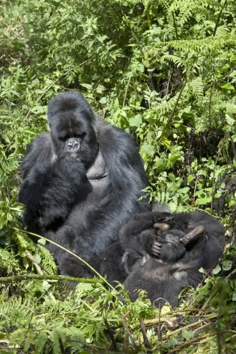 Framed Print : Mountain Gorilla (Gorilla beringei beringei) silverback adult male grooming playing young, Volcanoes N. P Framed Print : Mountain Gorilla (Gorilla beringei beringei) silverback adult male grooming playing young, Volcanoes N. P