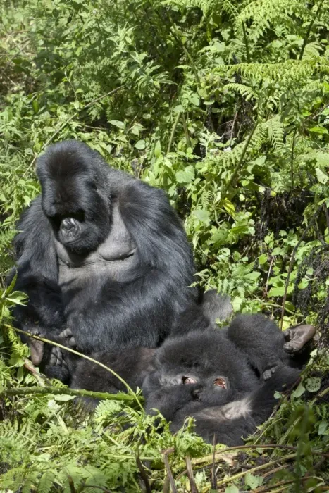 Framed Print : Mountain Gorilla (Gorilla beringei beringei) silverback adult male grooming playing young, Volcanoes N. P