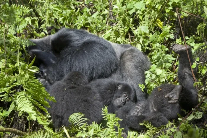 Framed Print : Mountain Gorilla (Gorilla beringei beringei) silverback adult male and young, resting in vegetation, Volcanoes N. P. Virunga Mountains, Rwanda Framed Print : Mountain Gorilla (Gorilla beringei beringei) silverback adult male and young, resting in vegetation, Volcanoes N. P. Virunga Mountains, Rwanda