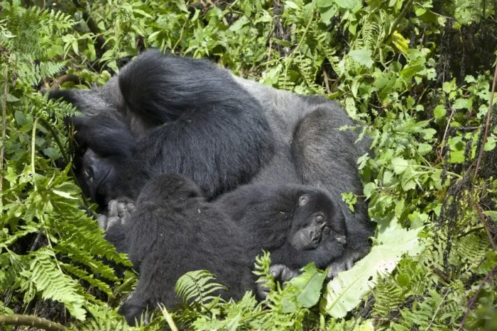 Framed Print : Mountain Gorilla (Gorilla beringei beringei) silverback adult male and young, resting in vegetation, Volcanoes N. P Framed Print : Mountain Gorilla (Gorilla beringei beringei) silverback adult male and young, resting in vegetation, Volcanoes N. P