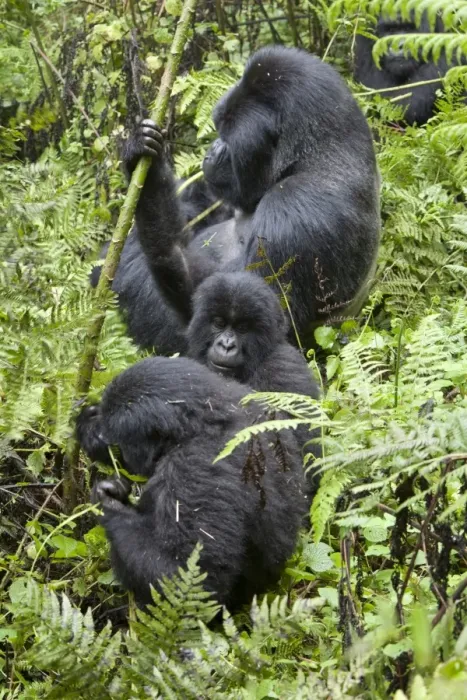 Framed Print : Mountain Gorilla (Gorilla beringei beringei) silverback adult male and young, feeding, sitting in vegetation Framed Print : Mountain Gorilla (Gorilla beringei beringei) silverback adult male and young, feeding, sitting in vegetation