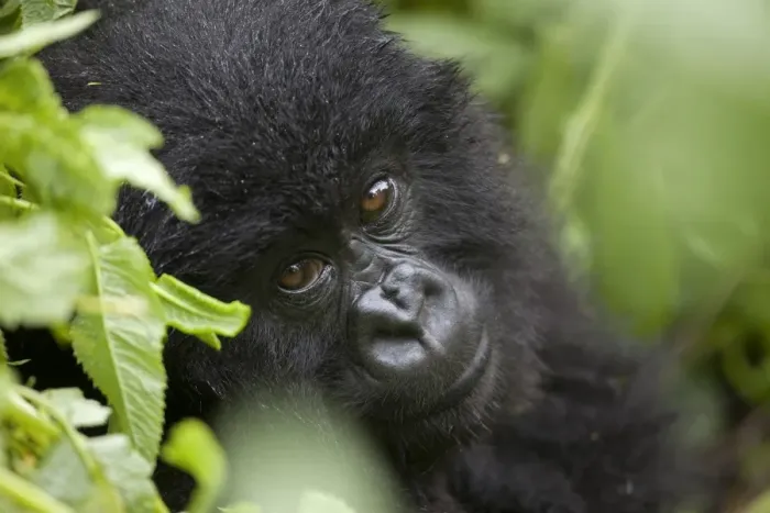 Framed Print : Mountain Gorilla (Gorilla beringei beringei) young, close-up of head, sitting in rainforest, Volcanoes N. P Framed Print : Mountain Gorilla (Gorilla beringei beringei) young, close-up of head, sitting in rainforest, Volcanoes N. P