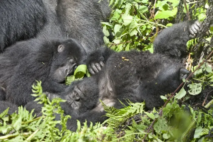 Framed Print : Mountain Gorilla (Gorilla beringei beringei) young, sleeping in vegetation, Volcanoes N. P. Virunga Mountains, Rwanda Framed Print : Mountain Gorilla (Gorilla beringei beringei) young, sleeping in vegetation, Volcanoes N. P. Virunga Mountains, Rwanda