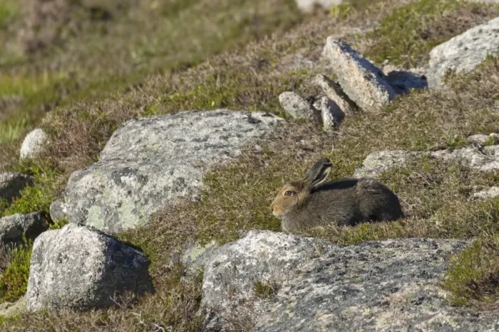 Framed Print : Mountain Hare (Lepus timidus) adult, summer coat, sitting amongst rocks on moorland, Cairngorms N. P Framed Print : Mountain Hare (Lepus timidus) adult, summer coat, sitting amongst rocks on moorland, Cairngorms N. P