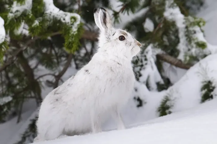 Framed Print : Mountain Hare (Lepus timidus) adult, in winter coat, standing alert in front of snow covered pines, Cairngorms N. P Framed Print : Mountain Hare (Lepus timidus) adult, in winter coat, standing alert in front of snow covered pines, Cairngorms N. P