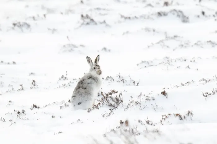 Framed Print : Mountain Hare (Lepus timidus) adult, in winter coat, sitting on snow covered mountainside, Glen Clunie, Cairngorms N. P Framed Print : Mountain Hare (Lepus timidus) adult, in winter coat, sitting on snow covered mountainside, Glen Clunie, Cairngorms N. P