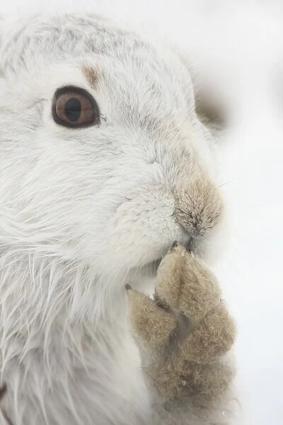 Mountain Hare (Lepus timidus) adult, white winter coat, close-up of head, grooming foot, in snow, Strathspey, Cairngorm N. P. Highlands, Scotland, december