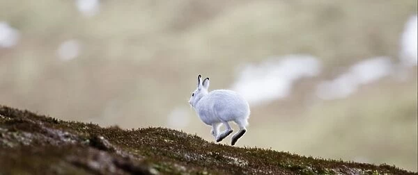 Mountain Hare (Lepus timidus) adult, white winter coat, running on hillside, Cairngorm N. P. Highlands, Scotland, winter