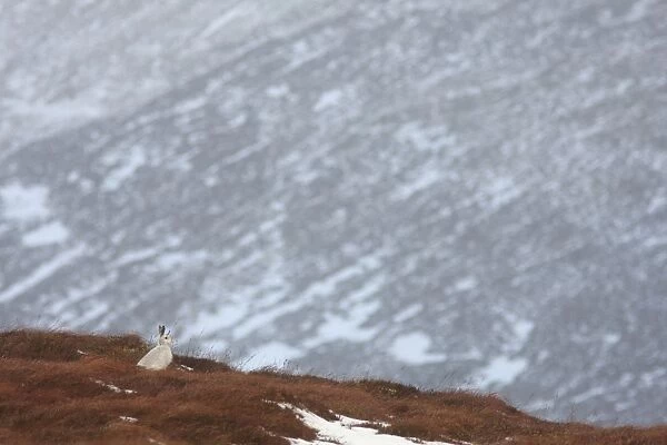 Mountain Hare (Lepus timidus) adult, white winter coat, sitting in snow covered upland habitat, Strathspey, Cairngorm N. P. Highlands, Scotland, december