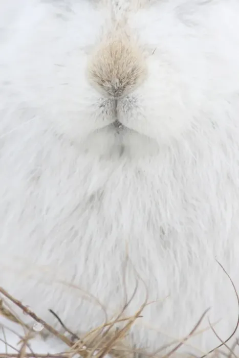 Framed Print : Mountain Hare (Lepus timidus) adult, white winter coat, close-up of nose and mouth, Strathspey, Cairngorm N. P. Highlands, Scotland, december Framed Print : Mountain Hare (Lepus timidus) adult, white winter coat, close-up of nose and mouth, Strathspey, Cairngorm N. P. Highlands, Scotland, december