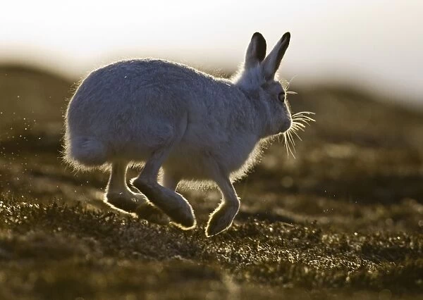 Mountain Hare (Lepus timidus) adult, white winter coat, backlit, running on hillside, Cairngorm N. P. Highlands, Scotland, winter