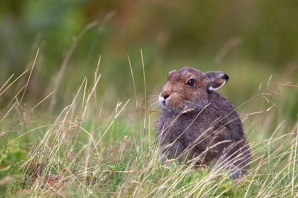 Mountain Hare (Lepus timidus) adult, sitting in grass on moorland, Lammermuir Hills, Scottish Borders, Scotland, september