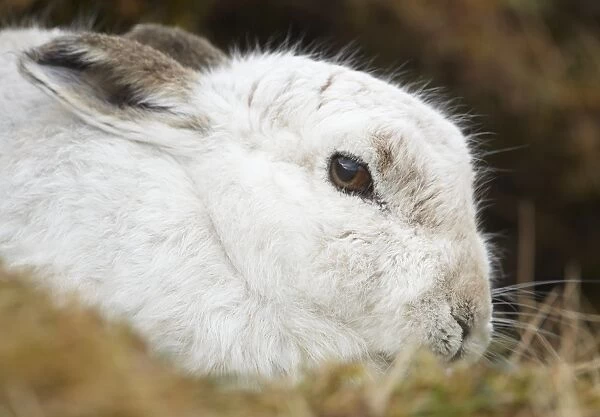 Mountain Hare (Lepus timidus) adult, white winter coat, close-up of head, Scotland