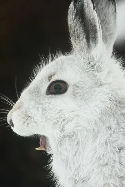 Mountain Hare (Lepus timidus) adult, white winter coat, yawning, close-up of head, Strathspey, Cairngorm N. P