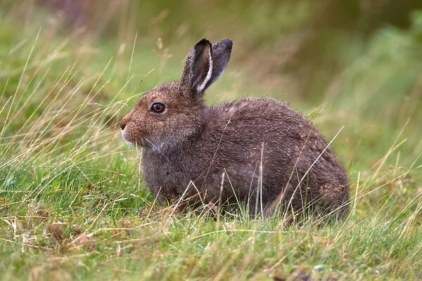 Mountain Hare (Lepus timidus) adult, sitting in grass on moorland, Lammermuir Hills, Scottish Borders, Scotland