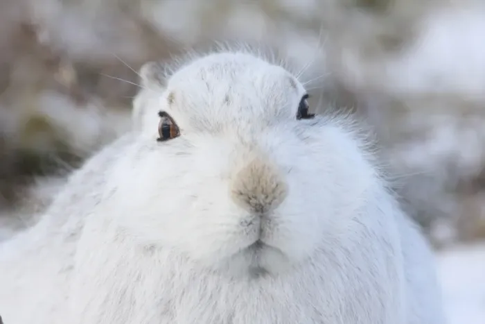 Framed Print : Mountain Hare (Lepus timidus) adult, white winter coat, close-up of head, in snow, Strathspey, Cairngorm N. P Framed Print : Mountain Hare (Lepus timidus) adult, white winter coat, close-up of head, in snow, Strathspey, Cairngorm N. P