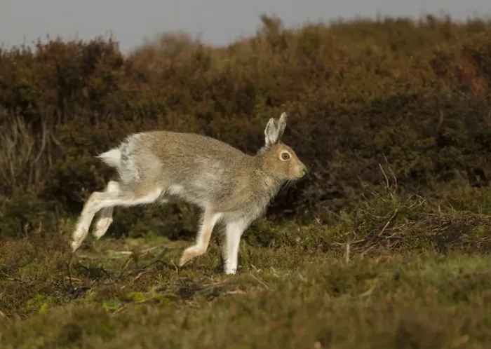 Framed Print : Mountain Hare (Lepus timidus) adult, summer coat, running on moorland, Peak District, Derbyshire, England, April Framed Print : Mountain Hare (Lepus timidus) adult, summer coat, running on moorland, Peak District, Derbyshire, England, April