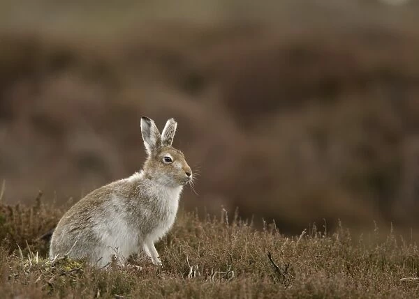 Mountain Hare (Lepus timidus) adult, transitional coat, sitting on moorland, Peak District, Derbyshire, England, April