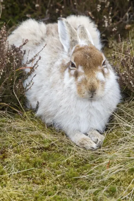 Framed Print : Mountain Hare Lepus timidus adult, moulting winter coat, resting amongst heather on moorland, Lammermuir Hills Framed Print : Mountain Hare Lepus timidus adult, moulting winter coat, resting amongst heather on moorland, Lammermuir Hills