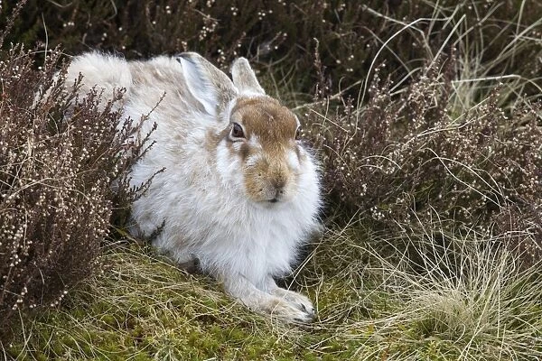 Mountain Hare Lepus timidus adult, moulting winter coat, resting amongst heather on moorland, Lammermuir Hills