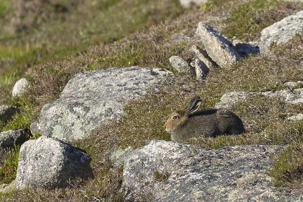 Mountain Hare (Lepus timidus) adult, summer coat, sitting amongst rocks on moorland, Cairngorms N. P