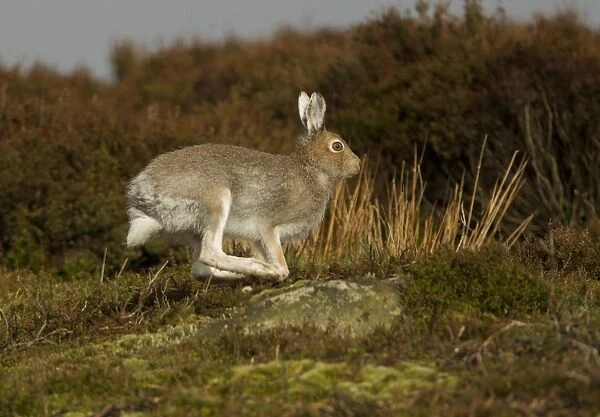 Mountain Hare (Lepus timidus) adult, summer coat, running on moorland, Peak District, Derbyshire, England, April