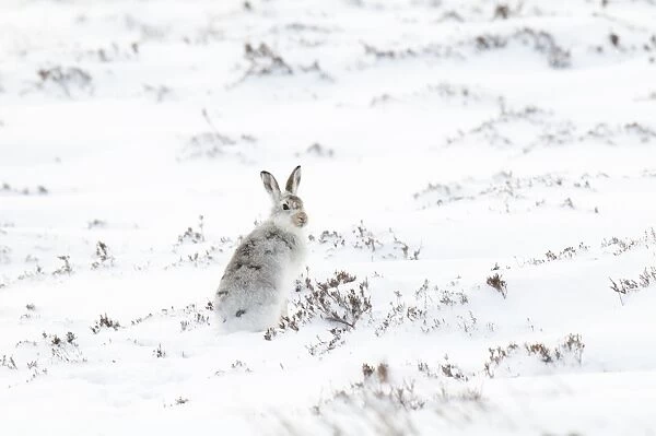 Mountain Hare (Lepus timidus) adult, in winter coat, sitting on snow covered mountainside, Glen Clunie, Cairngorms N. P