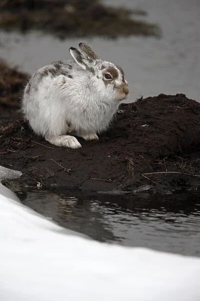 Mountain Hare (Lepus timidus) adult, winter coat, sitting on mud amongst melting snow, Scotland, spring
