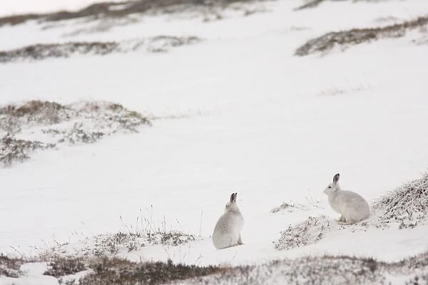 Mountain Hare (Lepus timidus) two adults, white winter coat, sitting on snow in upland habitat, Strathspey