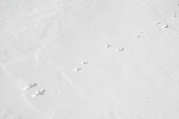 Mountain Hare (Lepus timidus) footprints with back feet together and smaller front feet offset