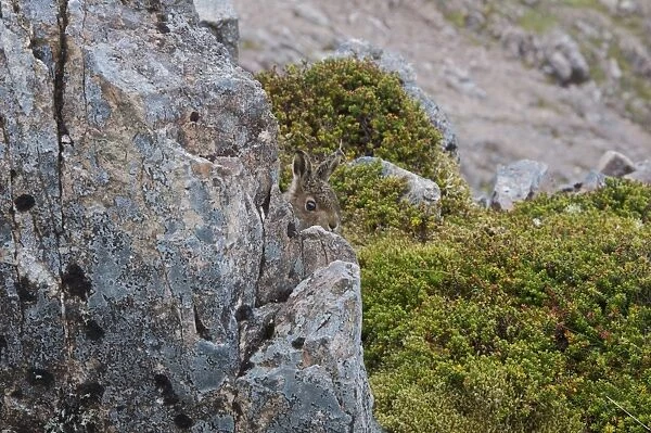 Mountain Hare (Lepus timidus) young, hiding behind rock on moorland, Buachaille Etive Mor, Glen Etive, Highlands