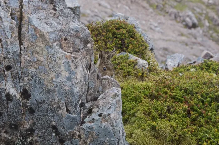 Framed Print : Mountain Hare (Lepus timidus) young, hiding behind rock on moorland, Buachaille Etive Mor, Glen Etive, Highlands Framed Print : Mountain Hare (Lepus timidus) young, hiding behind rock on moorland, Buachaille Etive Mor, Glen Etive, Highlands