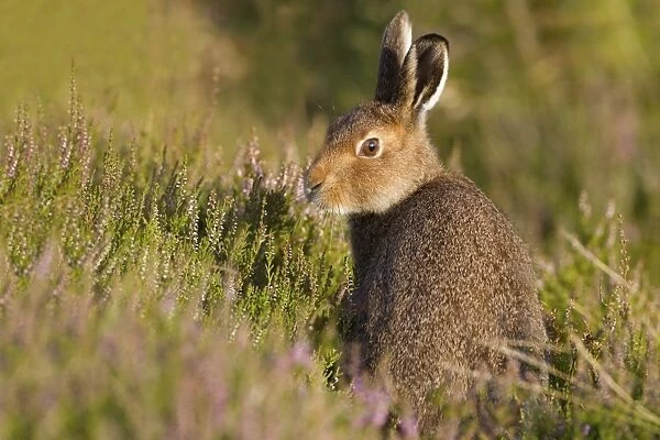 Mountain Hare (Lepus timidus) young, summer coat, looking back over shoulder, sitting amongst flowering heather