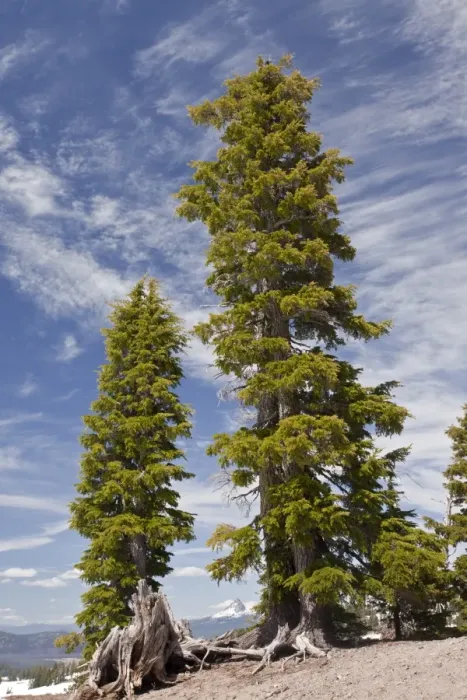 Framed Print : Mountain Hemlock (Tsuga mertensiana) ancient habit, growing at 7000ft. (2200m), Crater Lake N. P Framed Print : Mountain Hemlock (Tsuga mertensiana) ancient habit, growing at 7000ft. (2200m), Crater Lake N. P