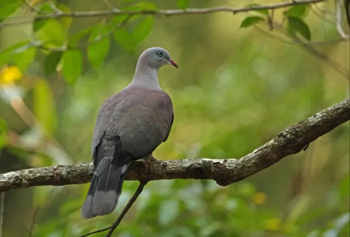 Framed Print : Mountain Imperial-pigeon (Ducula badia griseicapilla) adult, perched on branch, Kaeng Krachan N. P. Thailand, february Framed Print : Mountain Imperial-pigeon (Ducula badia griseicapilla) adult, perched on branch, Kaeng Krachan N. P. Thailand, february