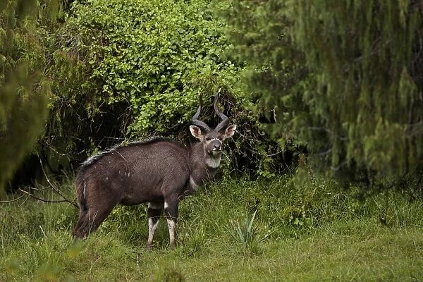 Mountain Nyala (Tragelaphus buxtoni) adult male, standing in juniper forest habitat, in drizzle, Bale Mountains