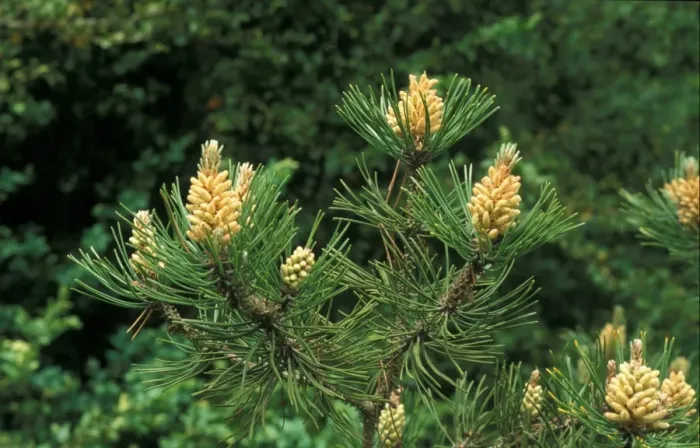 Framed Print : Mountain Pine (Pinus mugo) Leaf / June Framed Print : Mountain Pine (Pinus mugo) Leaf / June