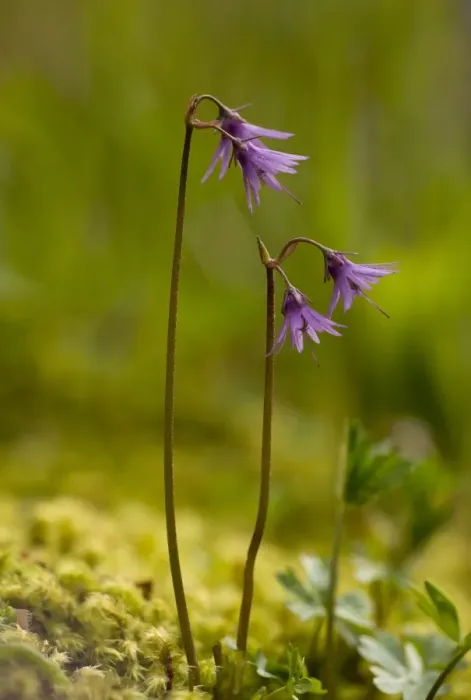 Framed Print : Mountain Snowbell (Soldanella montana) flowering, Rila Mountains, Bulgaria, may Framed Print : Mountain Snowbell (Soldanella montana) flowering, Rila Mountains, Bulgaria, may