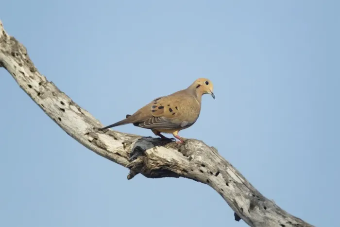 Framed Print : Mourning Dove (Zenaida macroura) adult, perched on branch, South Texas, U. S. A. may Framed Print : Mourning Dove (Zenaida macroura) adult, perched on branch, South Texas, U. S. A. may