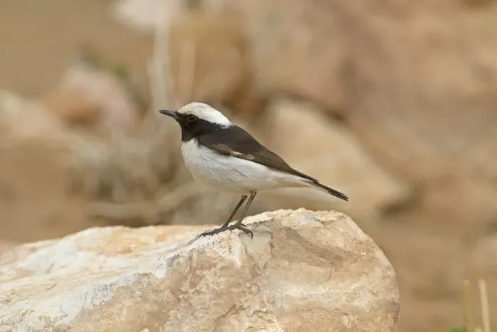 Framed Print : Mourning Wheatear (Oenanthe lugens halophila) North African subspecies, adult male, standing on rock, Morocco, March Framed Print : Mourning Wheatear (Oenanthe lugens halophila) North African subspecies, adult male, standing on rock, Morocco, March
