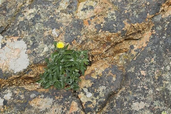 Mouse-ear Hawkweed (Hieracium pilosella) flowering, growing in crevice on coastal rocks, Jersey, Channel Islands, May