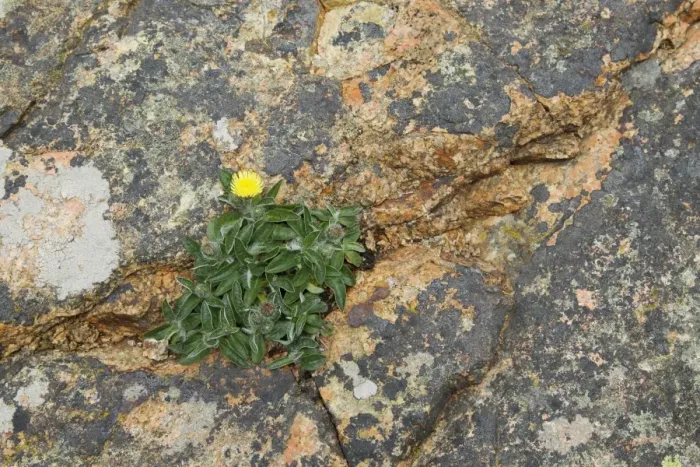 Framed Print : Mouse-ear Hawkweed (Hieracium pilosella) flowering, growing in crevice on coastal rocks, Jersey, Channel Islands, May Framed Print : Mouse-ear Hawkweed (Hieracium pilosella) flowering, growing in crevice on coastal rocks, Jersey, Channel Islands, May