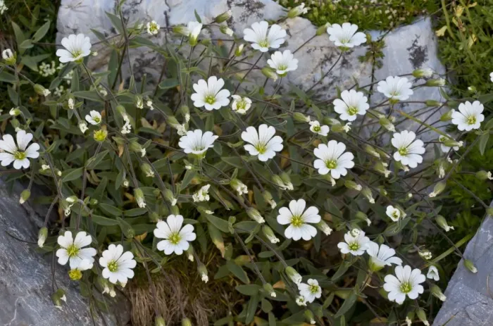 Framed Print : Mouse-eared Chickweed (Cerastium latifolium) flowering, growing at high altitude, Maritime Alps, France, September Framed Print : Mouse-eared Chickweed (Cerastium latifolium) flowering, growing at high altitude, Maritime Alps, France, September