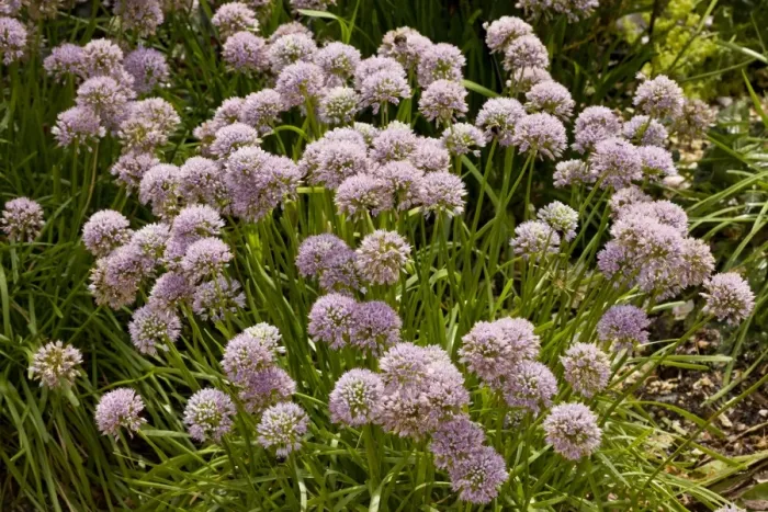 Framed Print : Mouse Garlic (Allium angulosum) flowering, growing in garden, Dorset, England, July